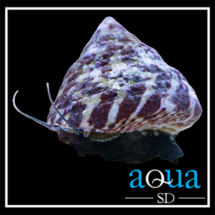 Trochus Snail