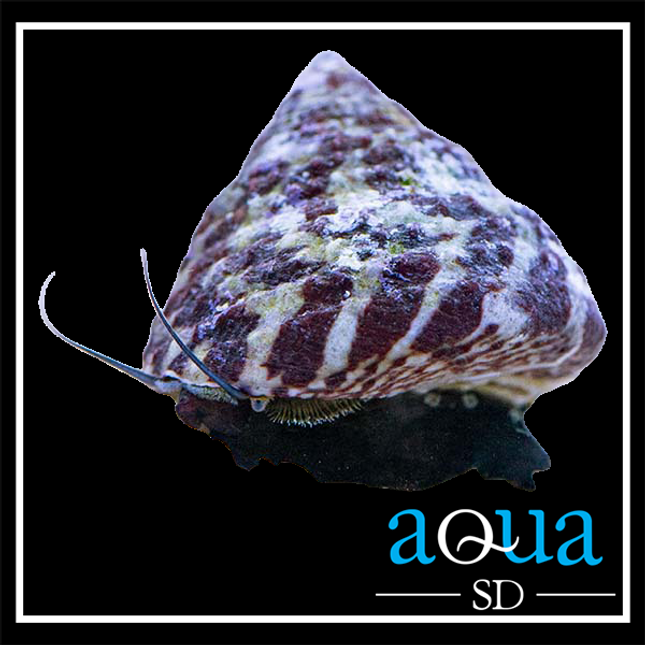 Trochus Snail