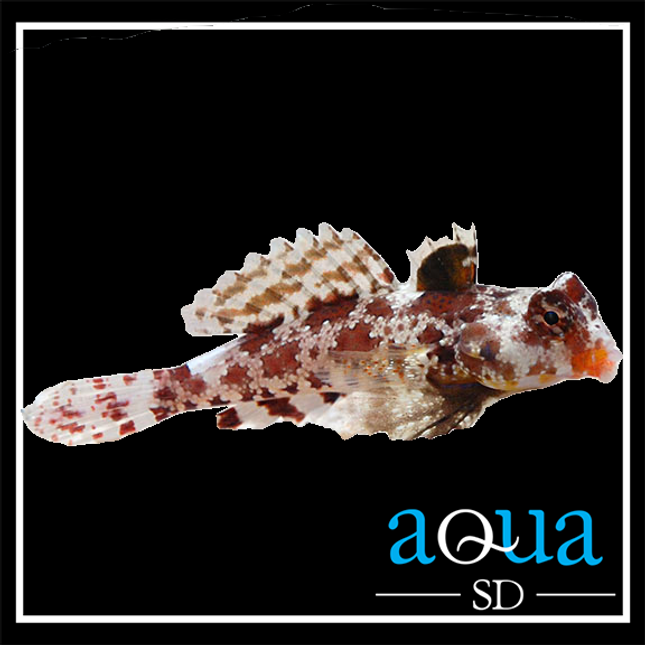 Red Scooter Blenny; I.O. - Synchiropus stellatus