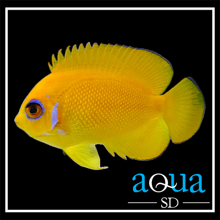 Lemonpeel Angelfish - Centropyge flavissima
