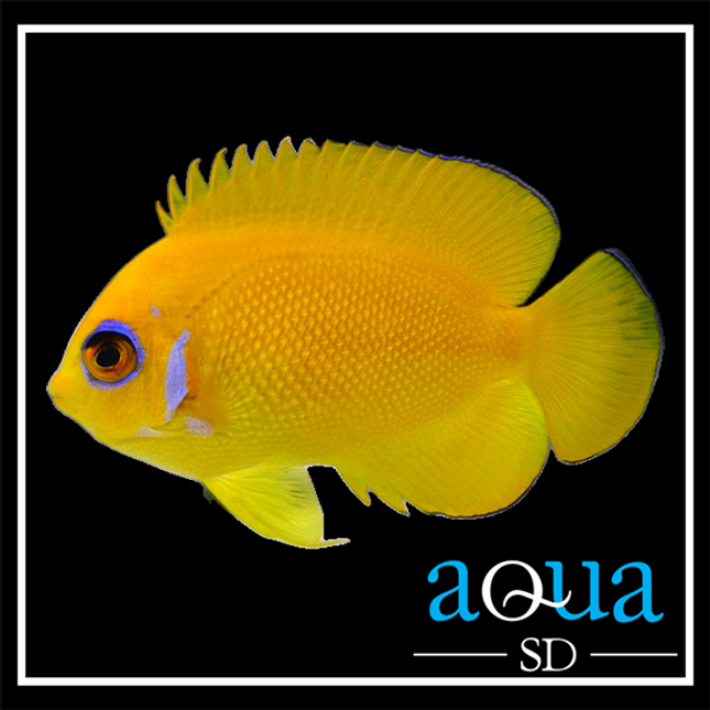 Lemonpeel Angelfish - Centropyge flavissima