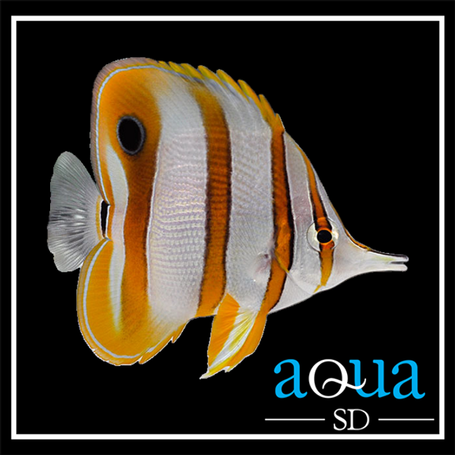 Copperband Butterflyfish (Chelmon rostratus)
