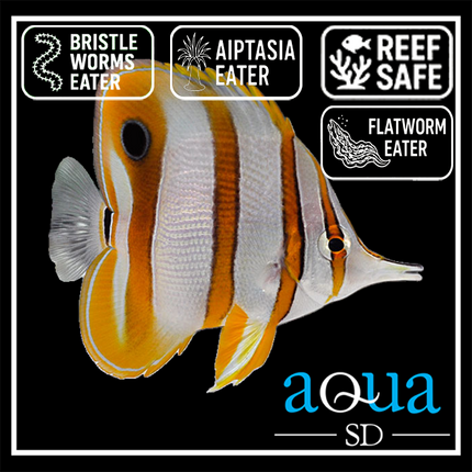 Copperband Butterfly - Chelmon rostratus