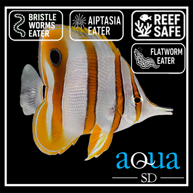 Copperband Butterfly - Chelmon rostratus