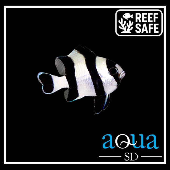 Striped Damsel (3 Stripes) - Dascyllus aruanus