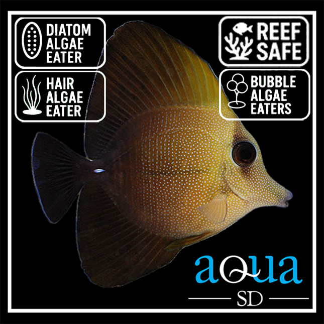 Scopas Tang - Zebrasoma scopas