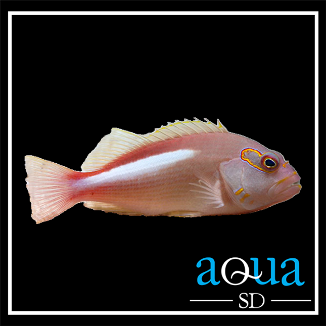 Arc Eye Hawk Fish