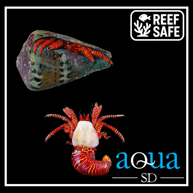 Halloween Hermit Crab