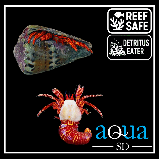 Halloween Hermit Crab