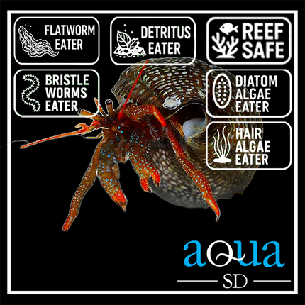 Assorted Red-Leg Hermit Crabs  - commonly Paguristes spp.