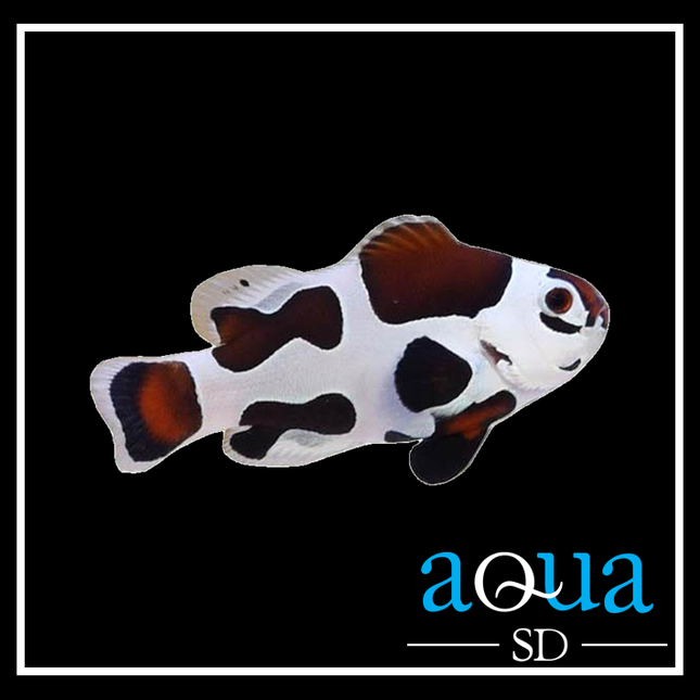 Mocha Storm - Amphiprion ocellaris