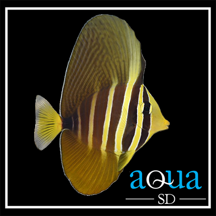 Sailfin tang (Zebrasoma velifer)
