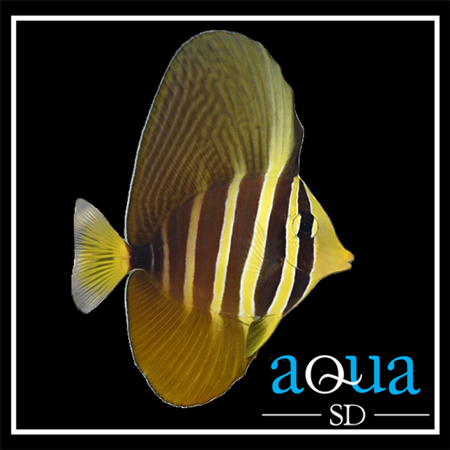 Sailfin tang (Zebrasoma velifer)