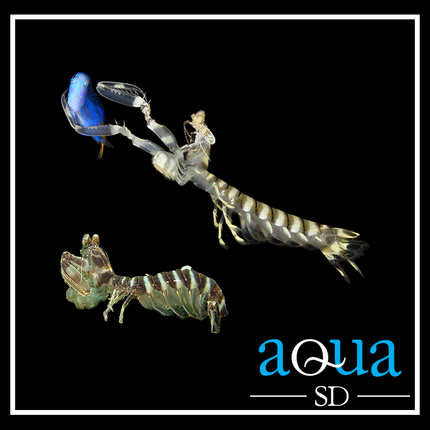 Spearer Mantis Shrimp - Lysiosquillina maculata