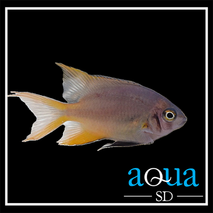 Blackmouth Bicolor Chromis