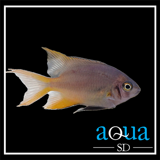 Blackmouth Bicolor Chromis