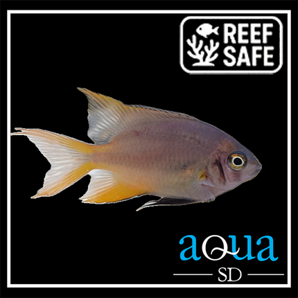 Blackmouth Bicolor Chromis - Chromis bicolor