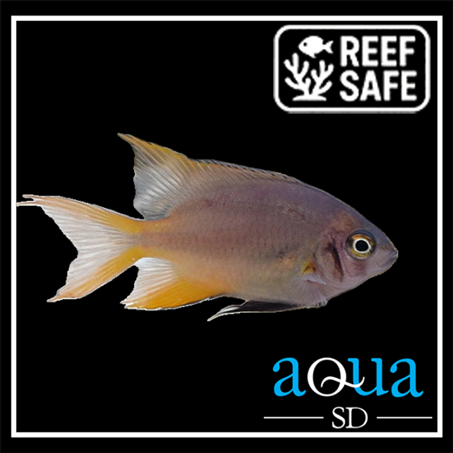 Blackmouth Bicolor Chromis - Chromis bicolor