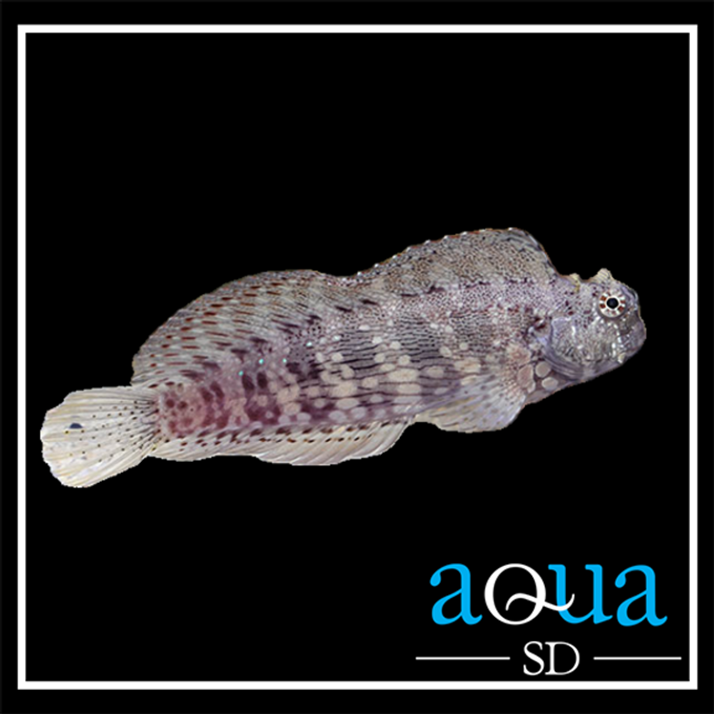 Lawnmower Blenny (Salarias fasciatus)