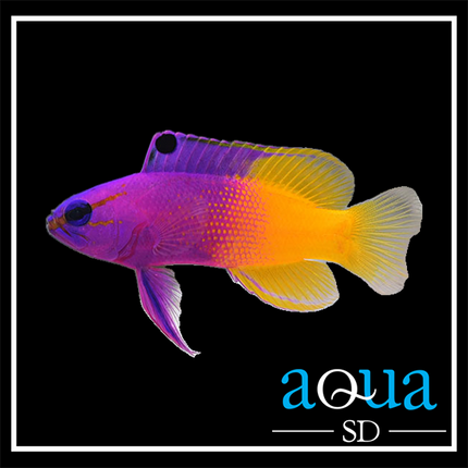 Royal Gramma Basslet (Gramma loreto)