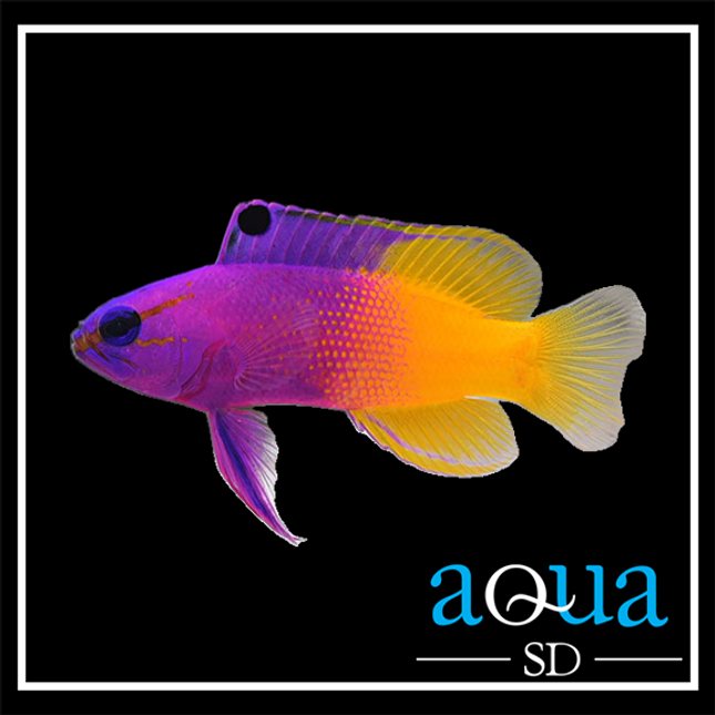 Royal Gramma Basslet (Gramma loreto)