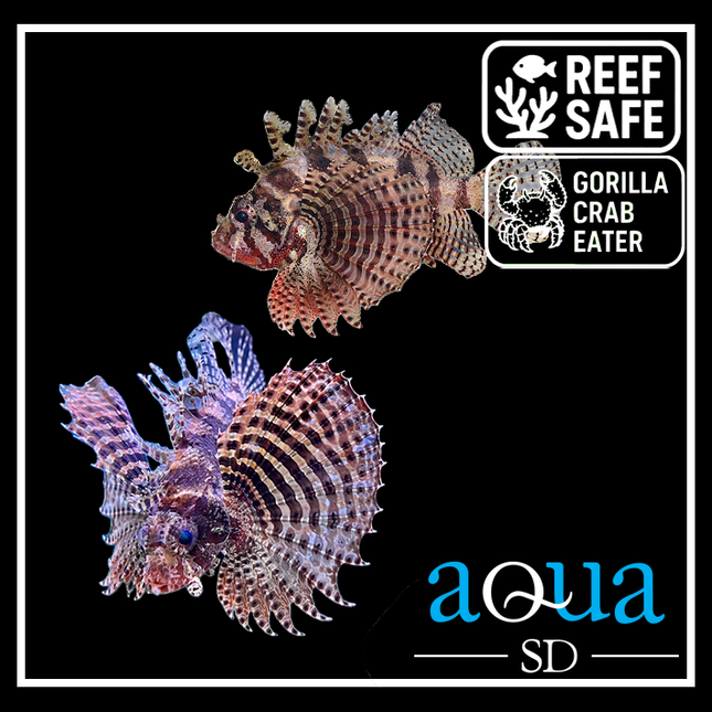 Fuzzy Dwarf Lion - Dendrochirus brachypterus