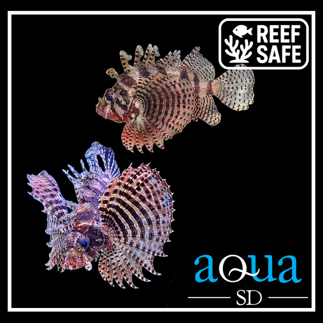 Fuzzy Dwarf Lion - Dendrochirus brachypterus