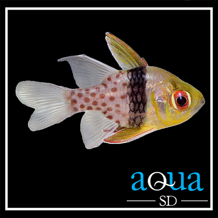 Pajama Cardinalfish (Sphaeramia nematoptera)