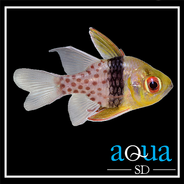 Pajama Cardinalfish (Sphaeramia nematoptera)