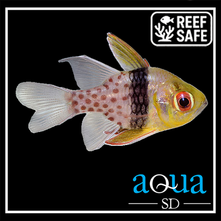 Pajama Cardinalfish - Sphaeramia nematoptera