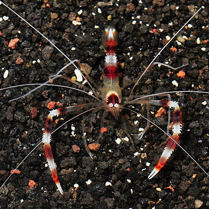 Coral Banded Shrimp - Multiples Available
