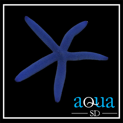 Blue Linkia Starfish