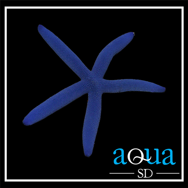 Blue Linkia Starfish