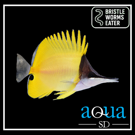 Yellow Longnose Butterfly - Forcipiger flavissimus