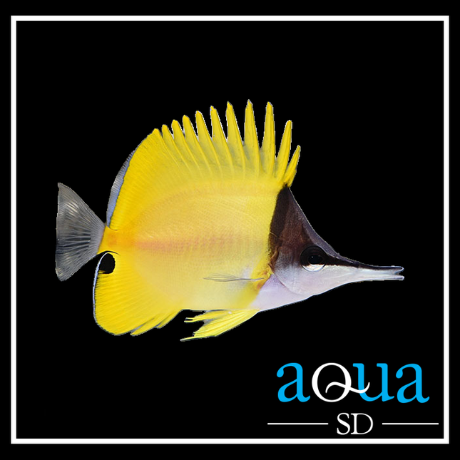 Yellow Longnose Butterfly - Forcipiger flavissimus