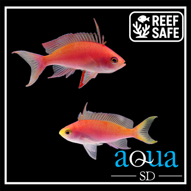 Randall's Anthias - (Pseudanthias randalli)