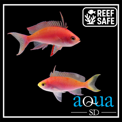 Randall's Anthias - (Pseudanthias randalli)