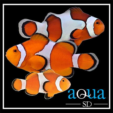 Ocellaris Clownfish - Amphiprion ocellaris