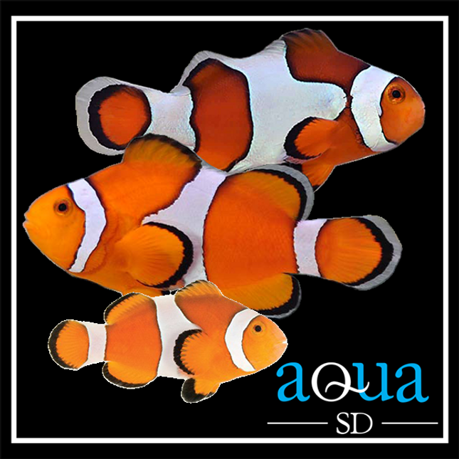 Ocellaris Clownfish - Amphiprion ocellaris