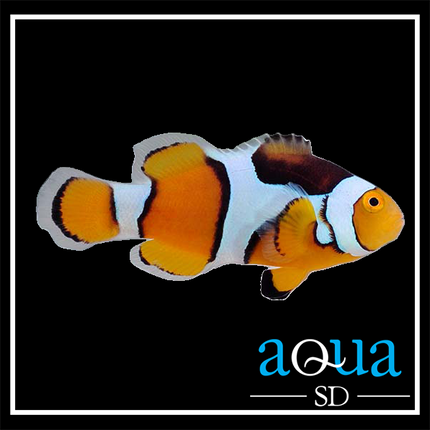 Percula Clownfish - Amphiprion percula
