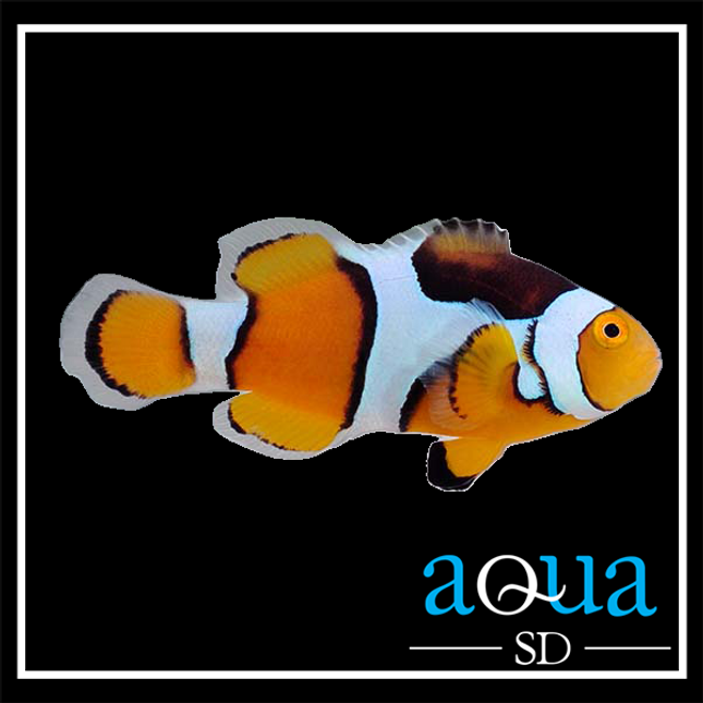 Percula Clownfish - Amphiprion percula