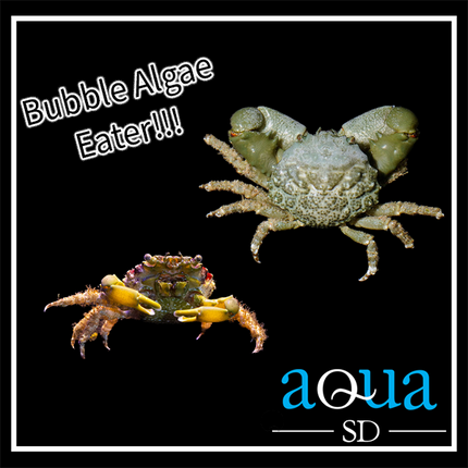 Emerald Crab - Mithraculus sculptus