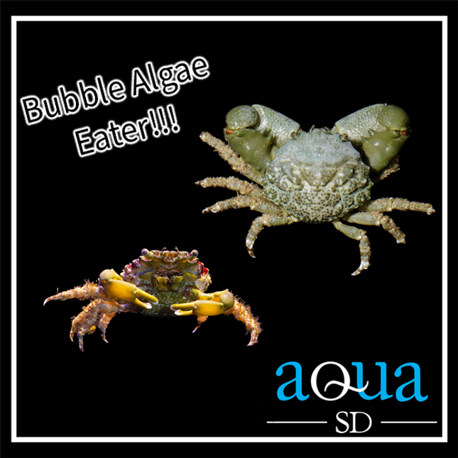 Emerald Crab (Mithraculus sculptus)