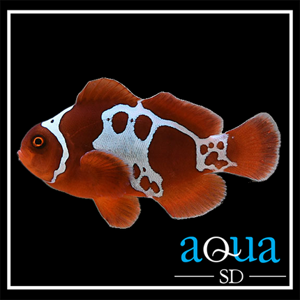 Gold Lightning Maroon Clownfish - Premnas biaculeatus