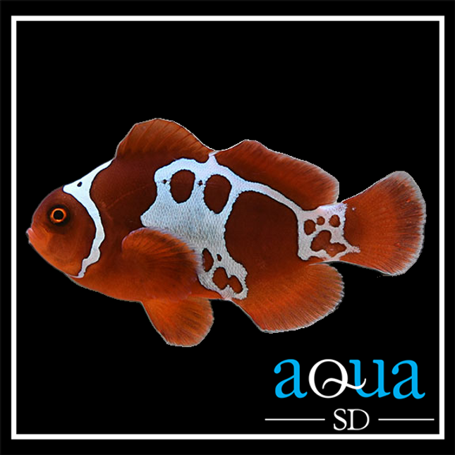 Gold Lightning Maroon Clownfish - Premnas biaculeatus