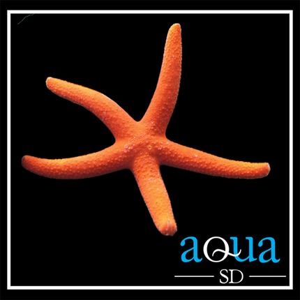 Orange Star (Linkia) - Linckia sp.