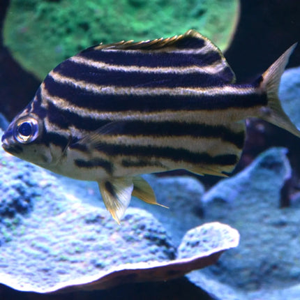 Australian Stripey (Microcanthus strigatus)