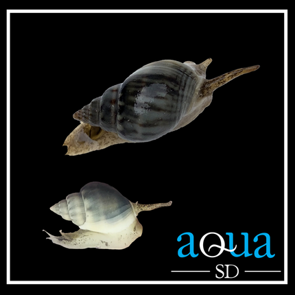 Nassarius Snail (Nassarius sp.)