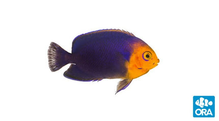 Cherub Angelfish - Centropyge argi