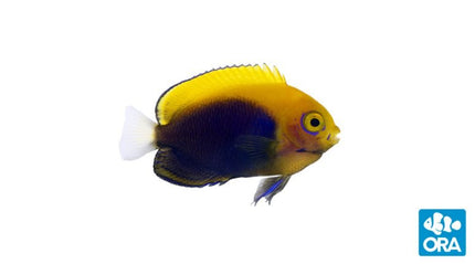 Flameback Angelfish - Centropyge acanthops